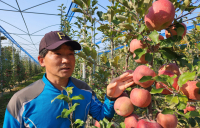 “사과는 주인의 관심을 받고 자라요”