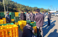 고흥은 지금 황금빛 유자 수확 한창