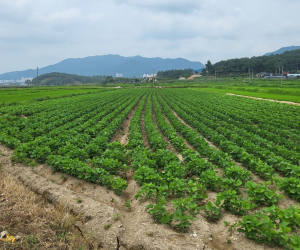 전남도, 전략작물직불금 545억 확정 순차 지급