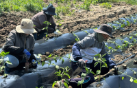 전남도, 공공형 계절근로 지원 확대