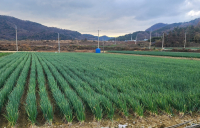 전남도-농협경제지주, 전남산 대파 할인