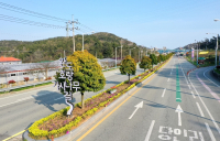 완도군, 군목(郡木) ‘완도호랑가시나무’로 변경